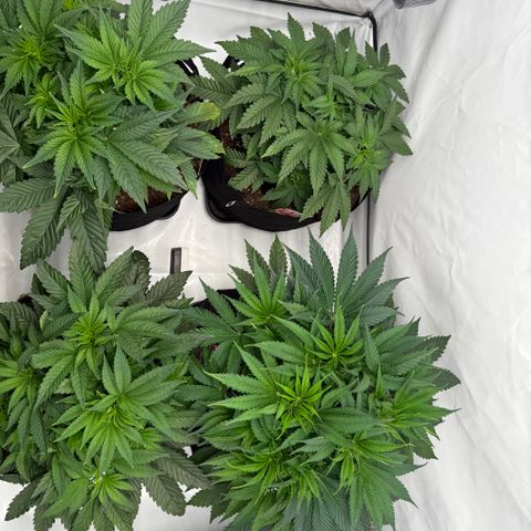 White Runtz growlog timeline photo