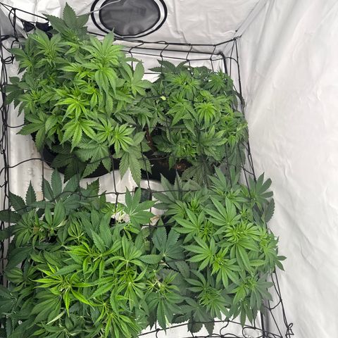 White Runtz growlog timeline photo
