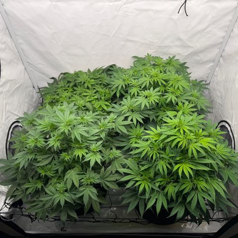 Girl Scout Cookies growlog timeline photo