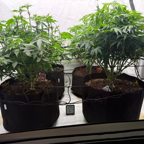 White Runtz growlog timeline photo