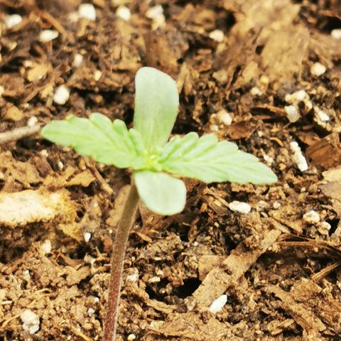 Gorilla Glue Auto growlog timeline photo