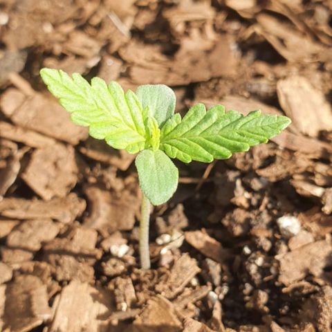 Gorilla Glue Auto growlog timeline photo