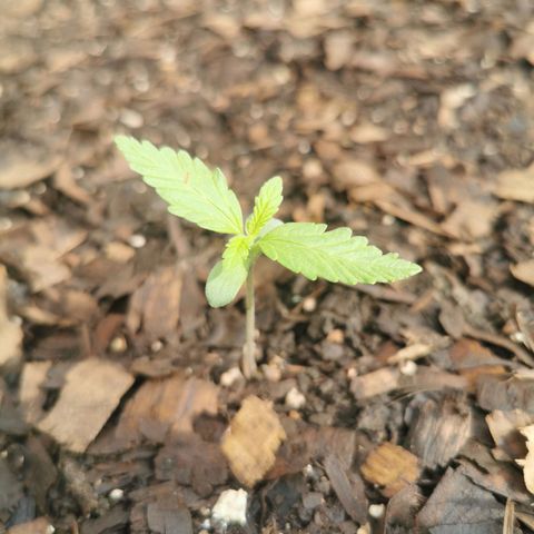 Gorilla Glue Auto growlog timeline photo