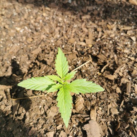 Gorilla Glue Auto growlog timeline photo