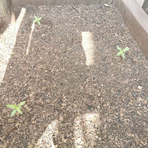 Gorilla Glue Auto growlog timeline photo