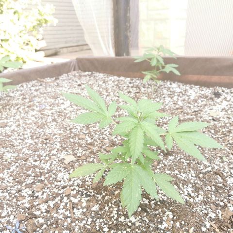 Gorilla Glue Auto growlog photo: Slight damage to leaves from bugs