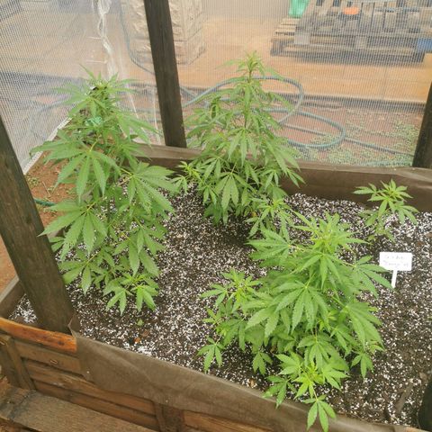 Gorilla Glue Auto growlog timeline photo