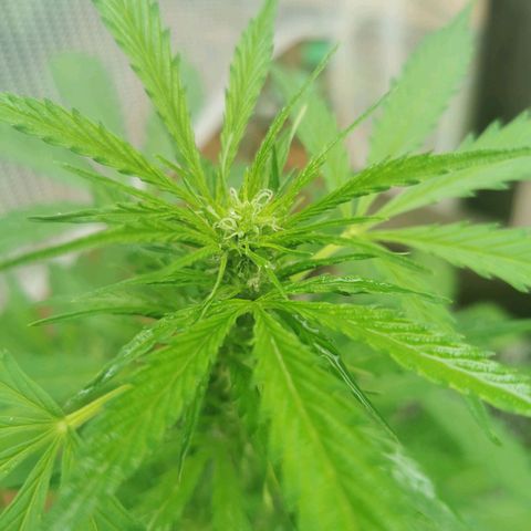 Gorilla Glue Auto growlog timeline photo
