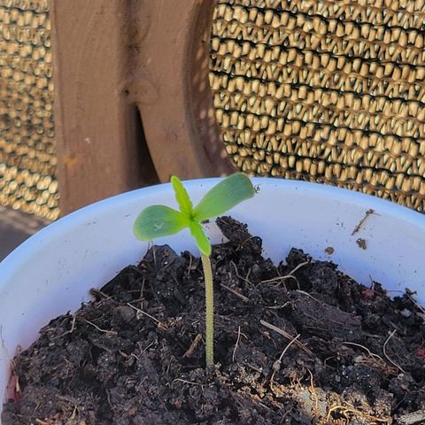 Runtz Auto growlog timeline photo