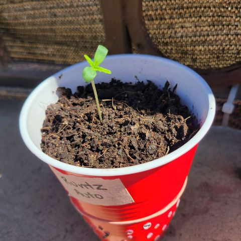 Runtz Auto growlog timeline photo