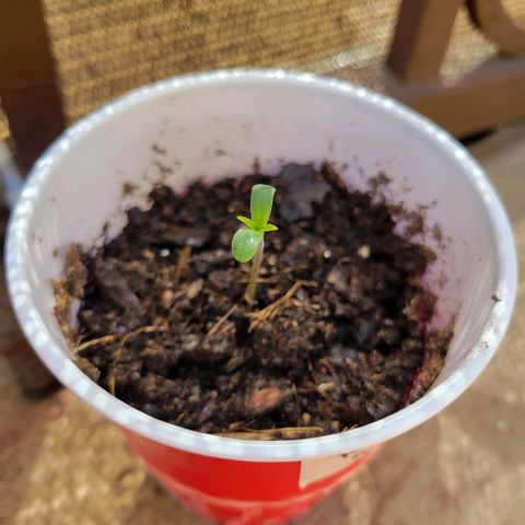 Runtz Auto growlog timeline photo