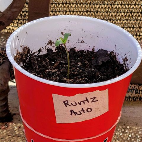 Runtz Auto growlog timeline photo