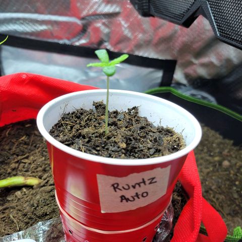 Runtz Auto growlog timeline photo