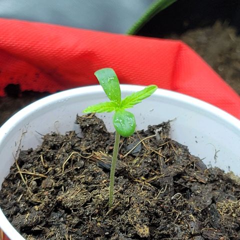 Runtz Auto growlog timeline photo