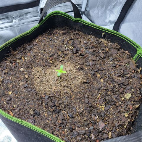 Runtz Auto growlog timeline photo