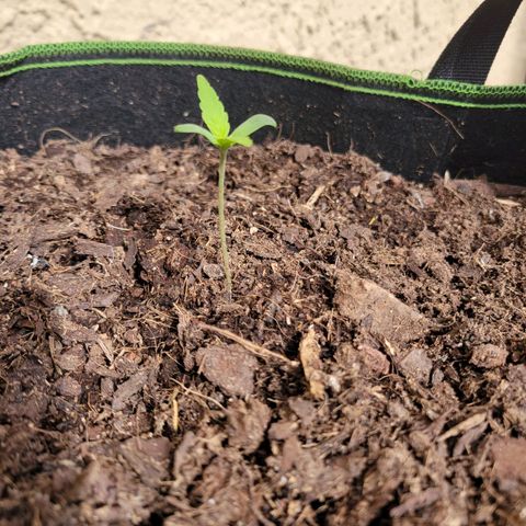 Runtz Auto growlog timeline photo