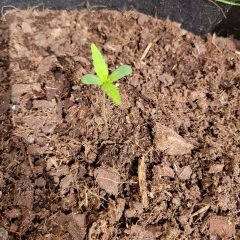 Runtz Auto growlog timeline photo