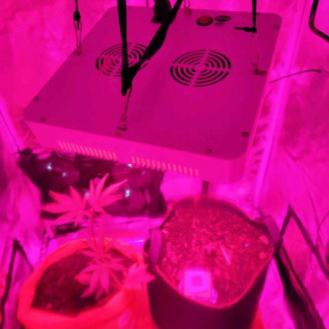 Runtz Auto growlog timeline photo
