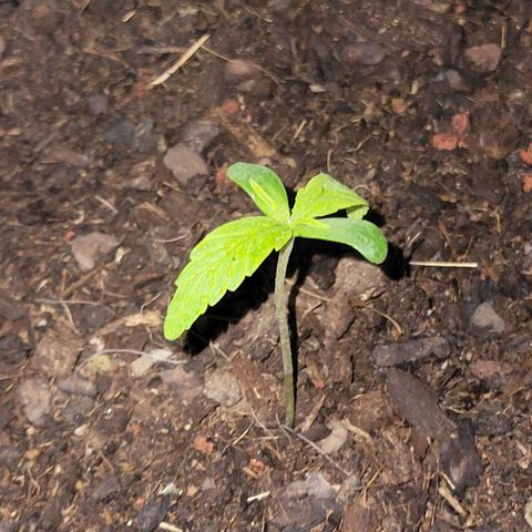 Runtz Auto growlog timeline photo