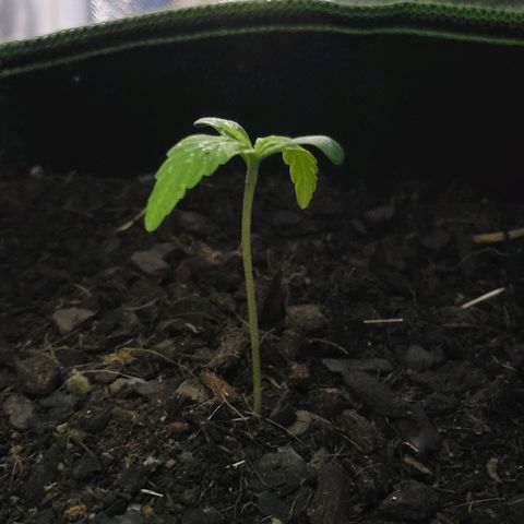 Runtz Auto growlog timeline photo