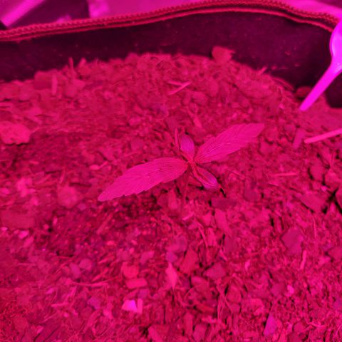 Runtz Auto growlog timeline photo