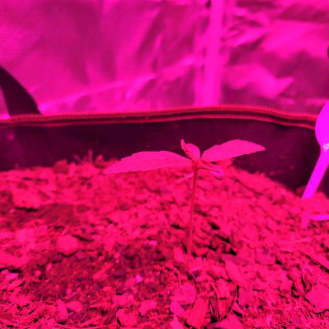 Runtz Auto growlog timeline photo