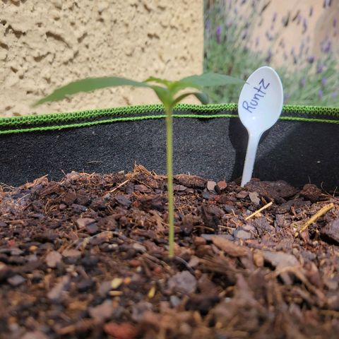 Runtz Auto growlog timeline photo