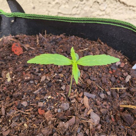 Runtz Auto growlog timeline photo