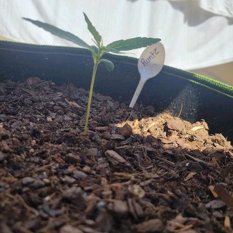 Runtz Auto growlog timeline photo