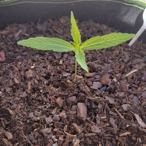 Runtz Auto growlog timeline photo