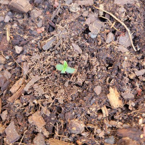 Súper Lemon Haze auto growlog timeline photo