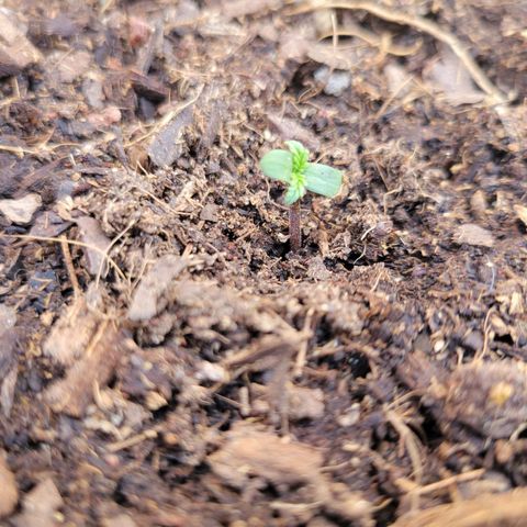 Súper Lemon Haze auto growlog timeline photo