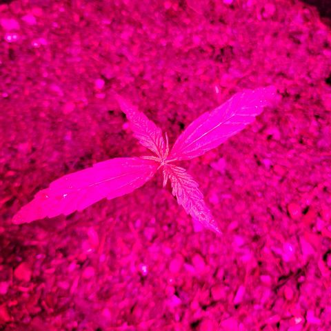 Runtz Auto growlog timeline photo