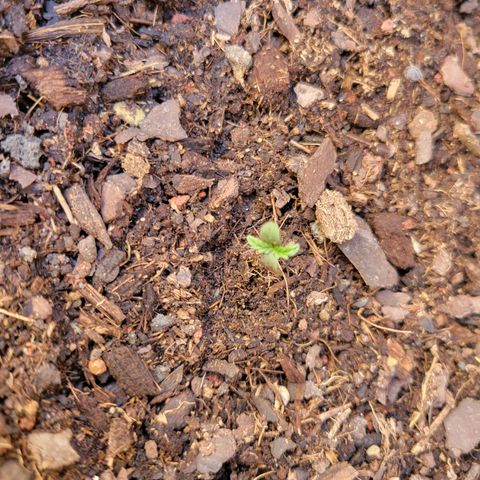 Súper Lemon Haze auto growlog timeline photo