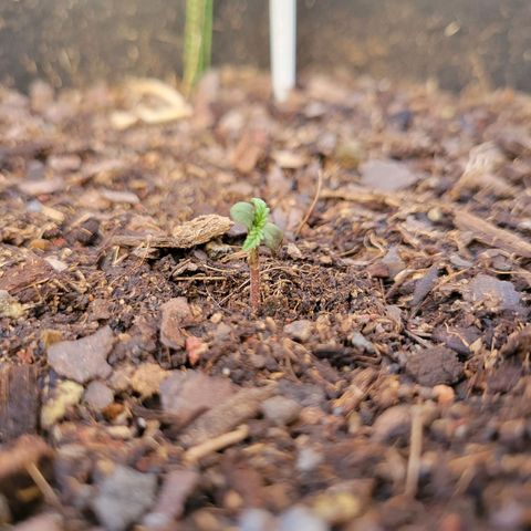 Súper Lemon Haze auto growlog timeline photo