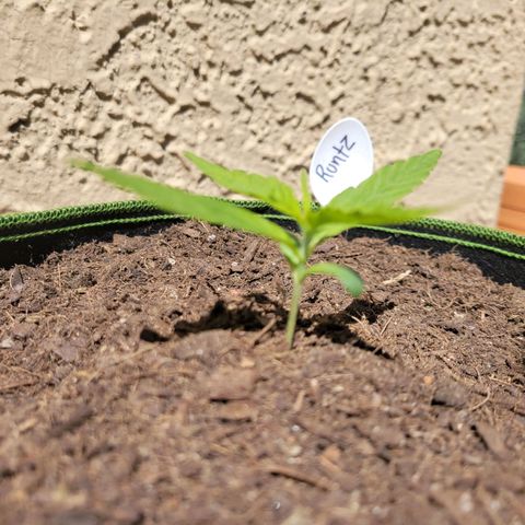 Runtz Auto growlog timeline photo