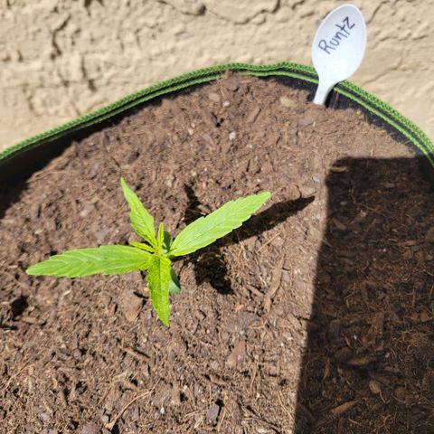 Runtz Auto growlog timeline photo