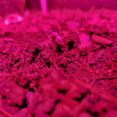 Súper Lemon Haze auto growlog timeline photo