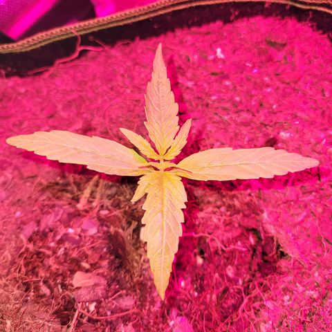 Runtz Auto growlog timeline photo