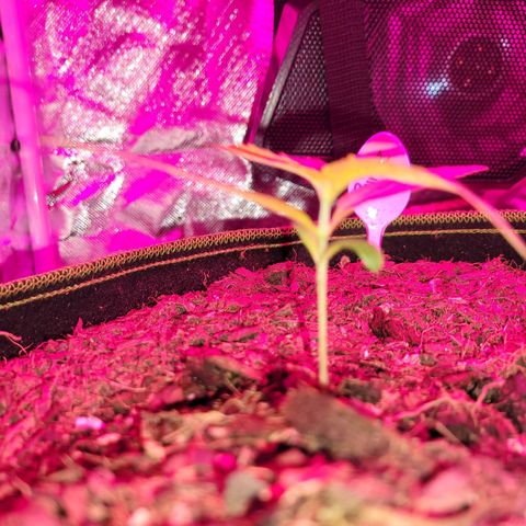 Runtz Auto growlog timeline photo