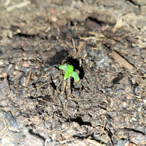 Súper Lemon Haze auto growlog timeline photo