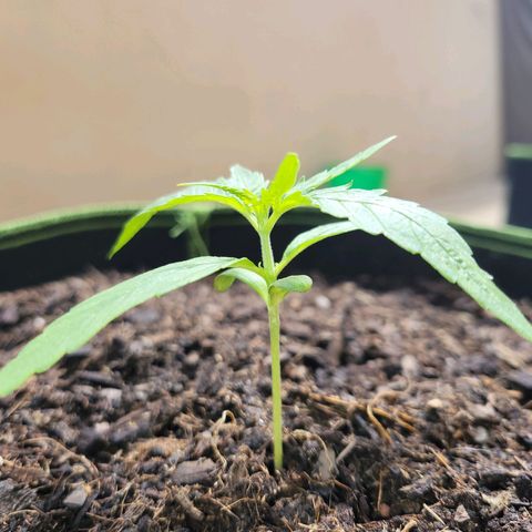 Runtz Auto growlog timeline photo