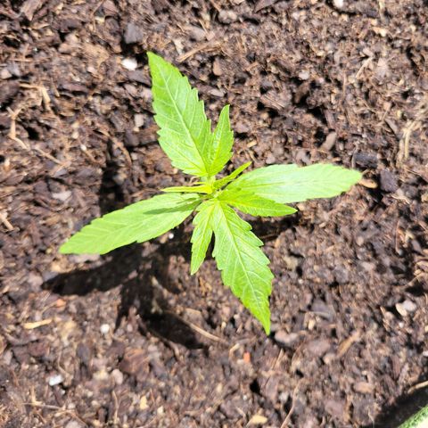 Runtz Auto growlog timeline photo
