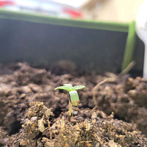 Súper Lemon Haze auto growlog timeline photo