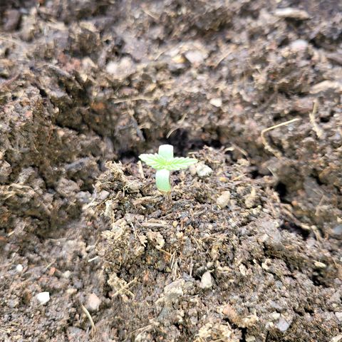Súper Lemon Haze auto growlog timeline photo