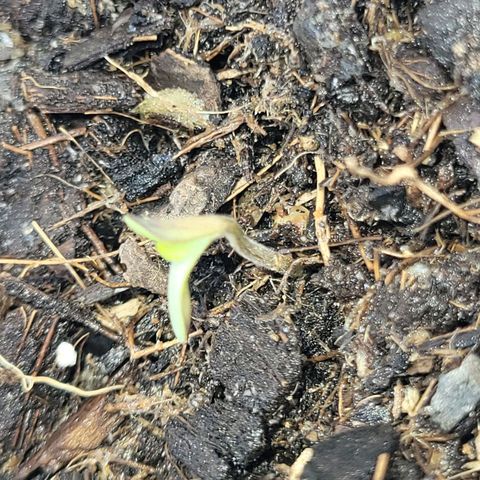 Gorilla Glue #4 growlog timeline photo