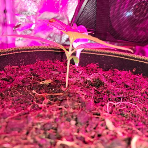 Runtz Auto growlog timeline photo