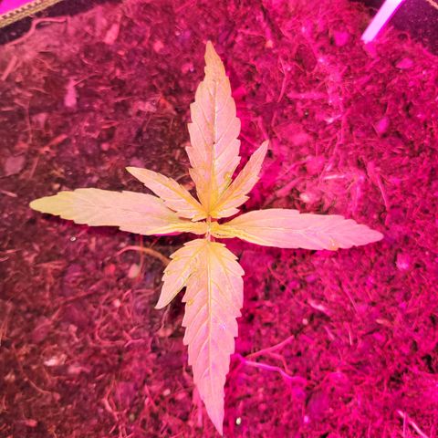 Runtz Auto growlog timeline photo