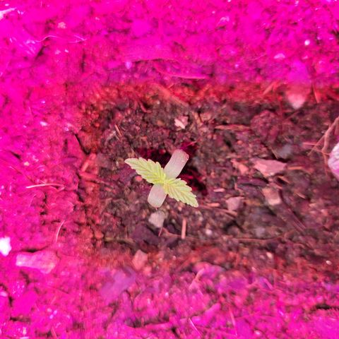 Súper Lemon Haze auto growlog timeline photo