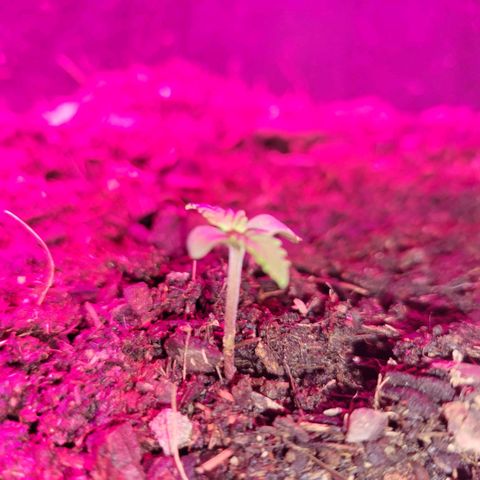 Súper Lemon Haze auto growlog timeline photo